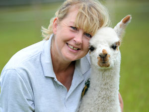 Supporting image for story: Baby alpacas arrive at Albrighton farm