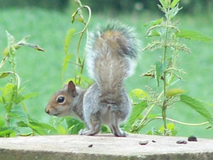 Supporting image for story: Peter Rhodes: A bum shot