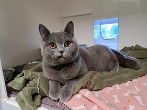 Benito has be fed in a lying position to stop him from being injured further