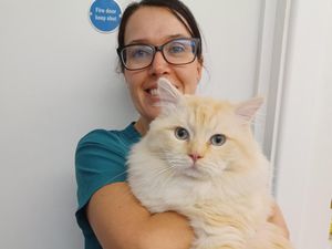 Supporting image for story: Black Country vet practice honoured with award for cat-friendly clinic