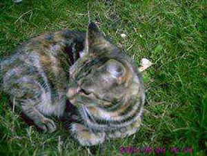 Crystal, who is missing.