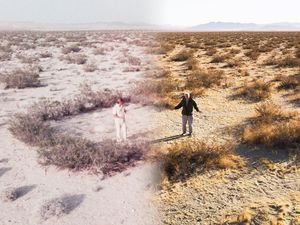 Supporting image for story: David Attenborough revisits desert plant he filmed 40 years previously
