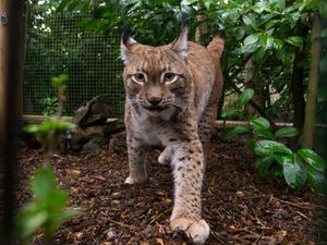 Supporting image for story: Eurasian lynx takes first steps in UK sanctuary after rescue from Ukraine