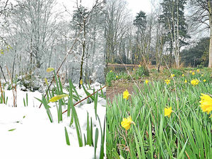 Supporting image for story: Spring is sprung! What a difference three weeks make