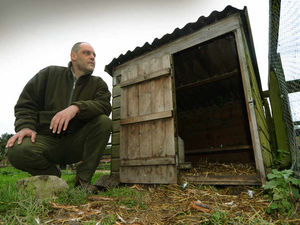 Supporting image for story: Wolverhampton farm raided by vandals inundated with offers to replace killed livestock
