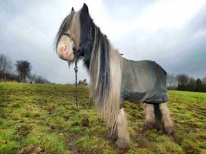 Supporting image for story: Crackdown on horses grazing on public land