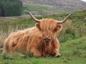 Supporting image for story: Cuddle a cow: Shropshire cow cuddling experiences overtake hot air balloon rides in popularity