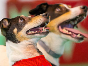 Supporting image for story: National Pet Show returning to Birmingham
