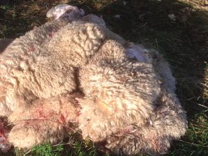 Parts of dead sheep were found by a dog walker near Atcham