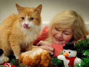 Supporting image for story: Chicken dinners on the menu if Wolverhampton cat charity gets donations