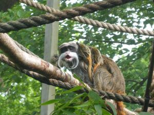 Supporting image for story: Drayton Manor Park welcomes eight new baby animals