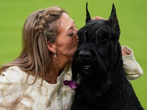Supporting image for story: Full Monty – giant schnauzer wins top US dog show