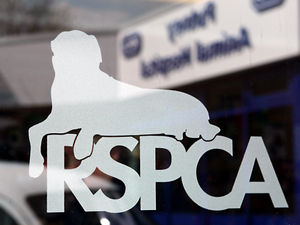 Supporting image for story: Cat thrown out of car window in Willenhall