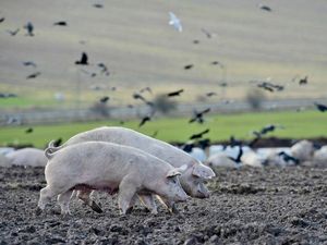 Supporting image for story