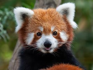 Supporting image for story: West Midland Safari Park unveils new plans to house red pandas at attraction