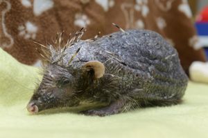 Bear was nursed after arriving at the centre without spikes