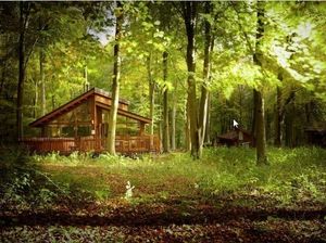 Supporting image for story: Delay stalls move to have 68 holiday cabins set up in forest