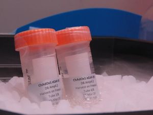 Supporting image for story: UK coronavirus vaccine to begin human trials on Thursday