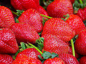 Supporting image for story: Fruit farmer's fears for crop