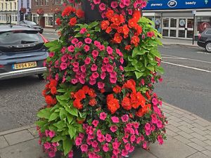 Supporting image for story: Newport set for blooming big push for floral glory