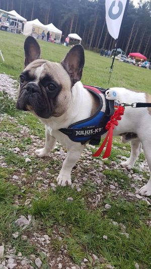 French bulldog Ronnie