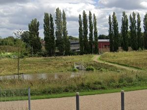 Supporting image for story: Poplar trees near Bilston school facing the axe over safety fears for pupils