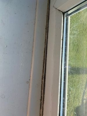 Mould in the property