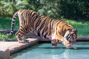 One of the West Midland Safari Park's tigers cools down with a drink