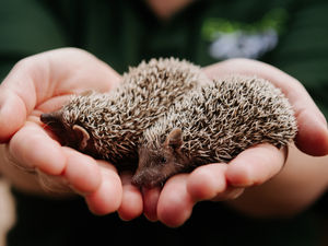 Supporting image for story: Three teeny-tiny tenrecs join Telford Exotic Zoo's growing family of conservation ambassadors