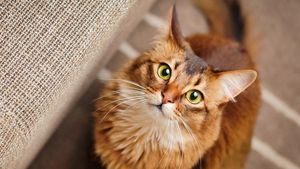 Supporting image for story