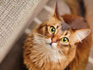 Supporting image for story: Scientists have worked out how cats became our beloved pets