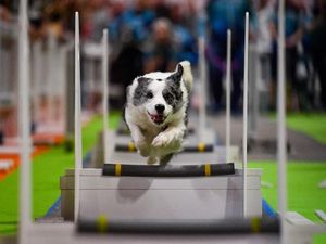 Supporting image for story: In Pictures: Jumping dogs and dapper parrots among stars at National Pet Show