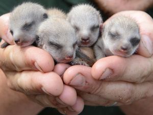 Supporting image for story: Meerkats galore for Telford's Exotic Zoo