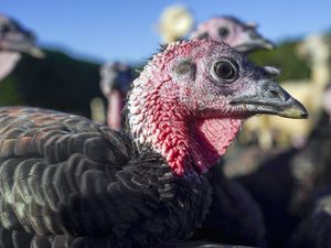 Supporting image for story: Peter Rhodes on Partygate, turkeys and vegans who sometimes eat meat