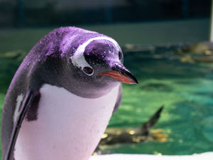 Supporting image for story: Swipe right on Fin-Der at Birmingham Sea Life Centre for your perfect valentines date