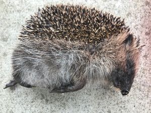 Supporting image for story: Hedgehog close to death after being 'used as football' by teens