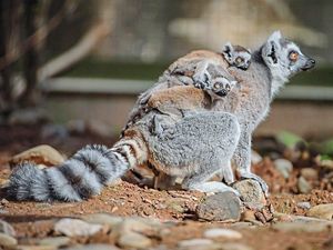 Supporting image for story: Newborn lemurs cling to mum at Chester Zoo