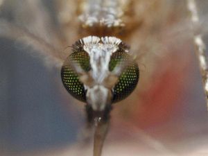 Supporting image for story: Raised levels of CO2 could lead to more disease-carrying mosquitos
