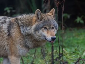 Supporting image for story: Zoo raise funds for wolf tracking collars to support European conservation efforts