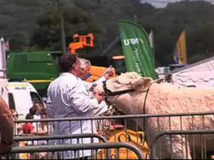 Supporting image for story: Tales from the Shropshire County Show