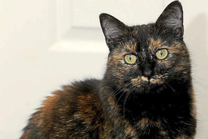 Supporting image for story: 'Without her, I could have lost my family in that fire' - Meet Tink the cat who saved Shrewsbury family