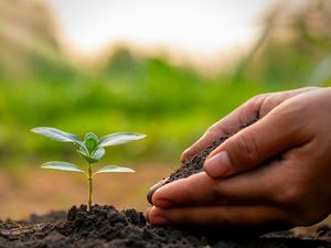 Supporting image for story: The most popular eco-friendly baby names, according to a study 