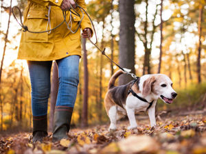 Supporting image for story: £100 fines to continue after surge in dog fouling in Cannock Chase area