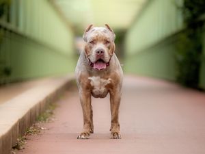 Supporting image for story: XL Bully meet-up taking place in Stafford park on Saturday, as police say 'we will be in the area'