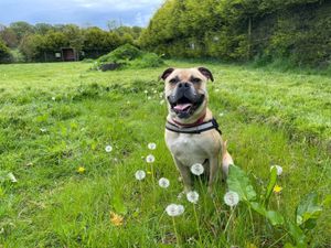 Supporting image for story: 'Loving and playful' dog still looking for new home after no interest in seven months