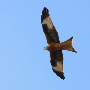 Jenna Parry snapped this picture of a red kite near Oswestry
