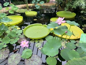 Lilies at Birmingham Botanical Gardens