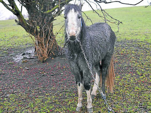Supporting image for story: Midlands scandal of horses found dead tethered to posts