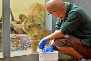 Staff have still be caring for animals at West Midland Safari Park during the lockdown