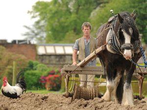 Supporting image for story: Acton Scott Historic Working Farm accredited for rare breeds work